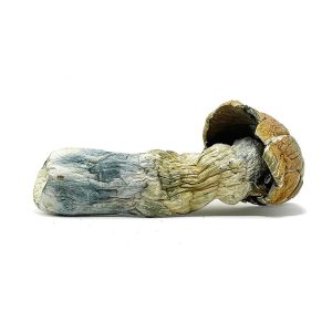 Jumbo Blue Meanie Magic Mushrooms