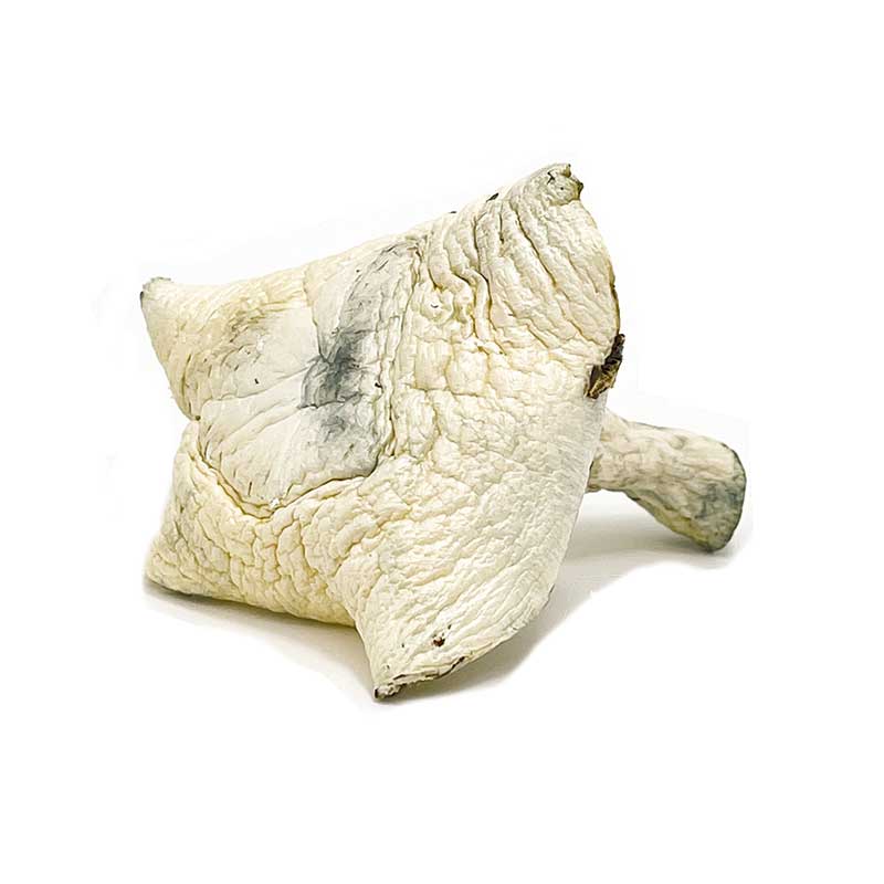Albino A+ Strain Mushrooms