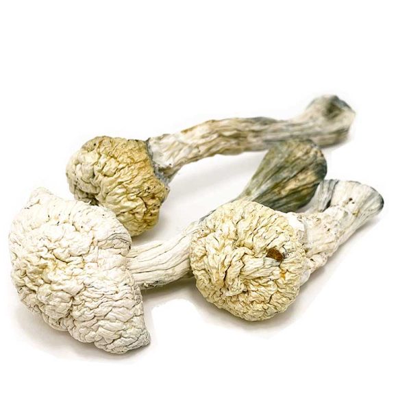 Avery Albino Magic Mushrooms - Image 2