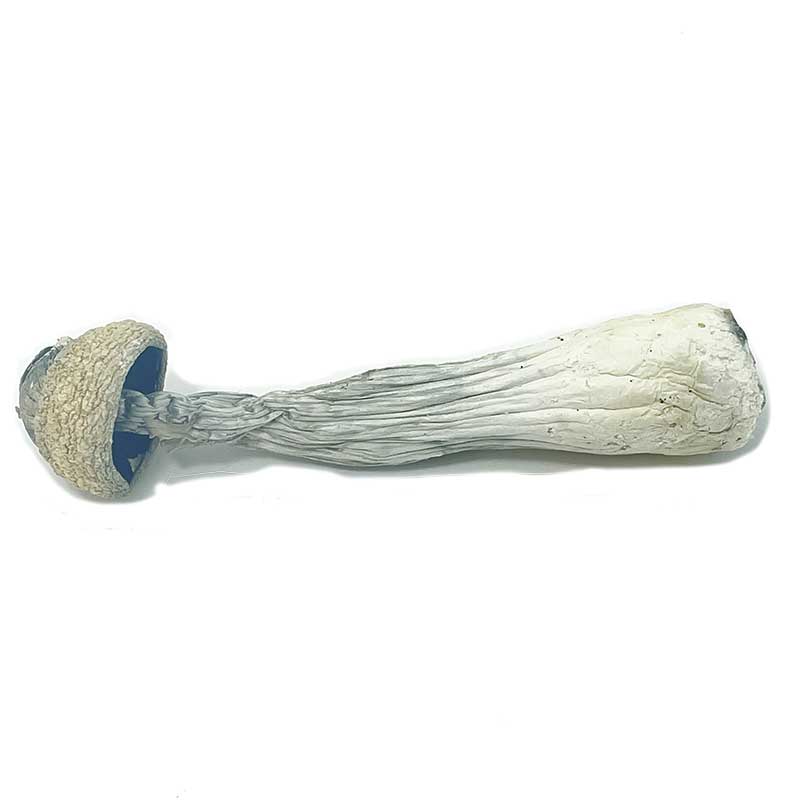 Albino Penis Envy Magic Mushrooms