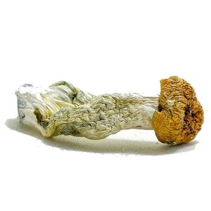 Aztec God Magic Mushrooms