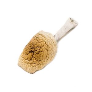 B plus (B+) Cubensis Magic Mushroom