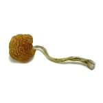 Daddy Long Legs Magic Mushrooms