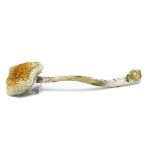 McKennaii Magic Mushrooms