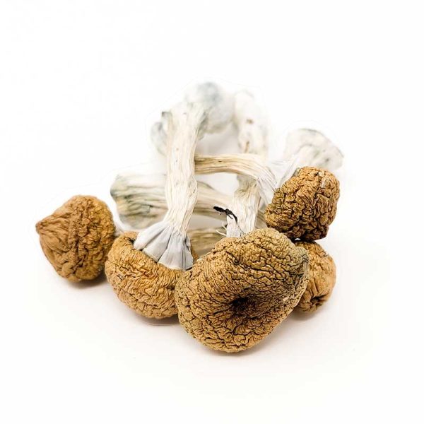 Texas Yellow Cap Magic Mushroom - Image 2