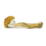 Treasure Coast Magic Mushrooms