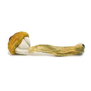 Treasure Coast Magic Mushrooms