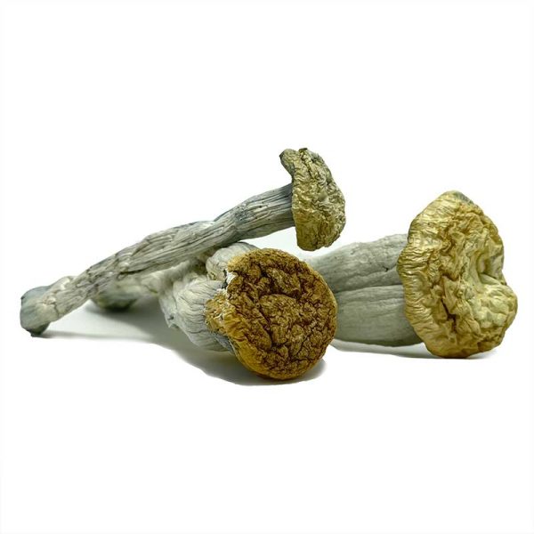 Yeti Magic Mushrooms - Image 2