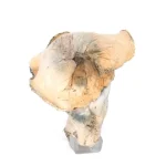 Gold Members Magic Mushrooms