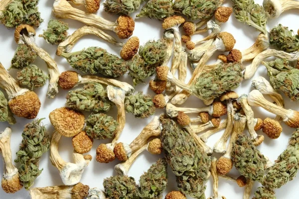 Weed Vs Shrooms: Can you take both