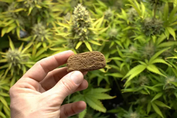 weed vs hash